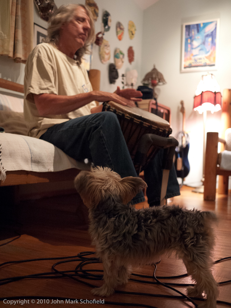 The dog likes the drumming